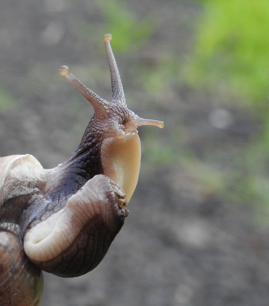 Snail