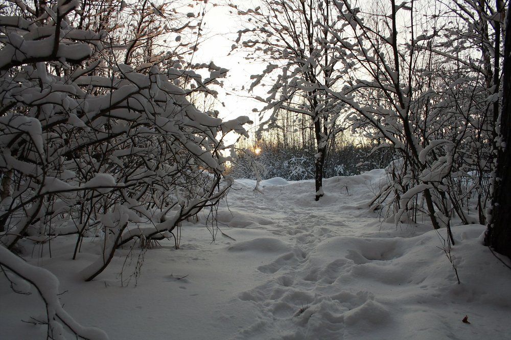 зимний вечер в лесу