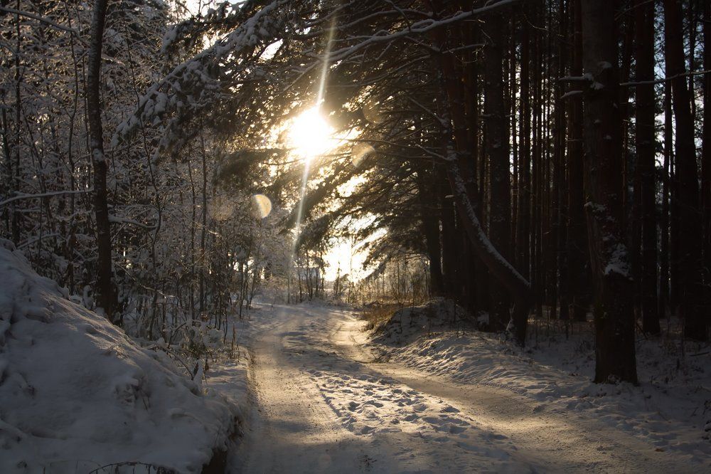 зимний вечер в лесу