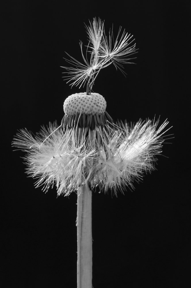 Танго парашютиков