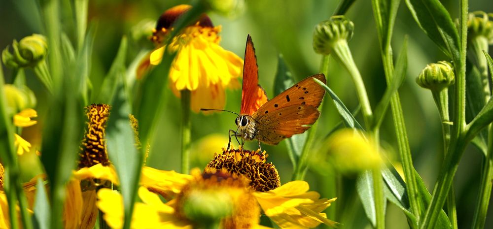 Оранжевые Крылья