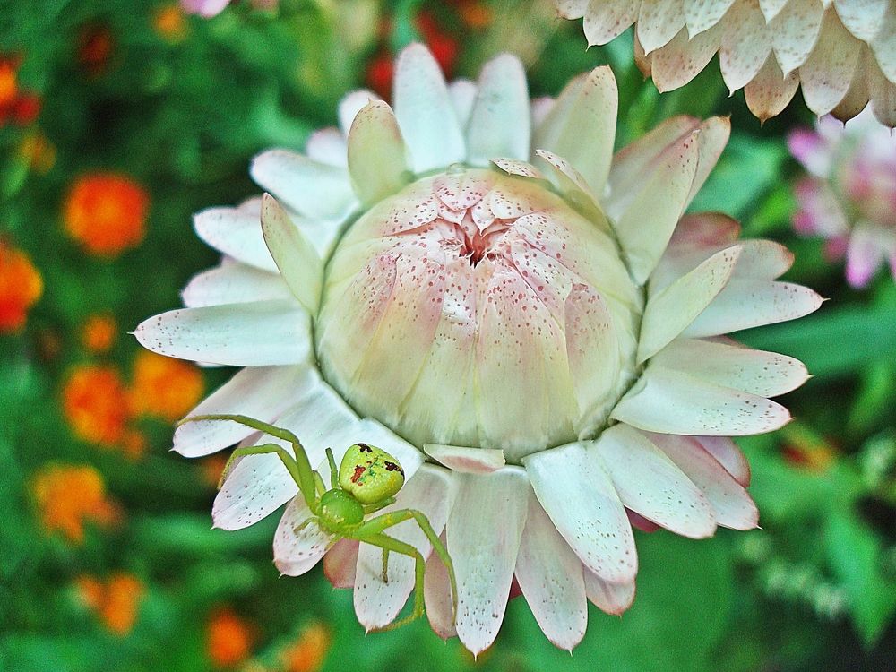 эксклюзивный окрас паучка