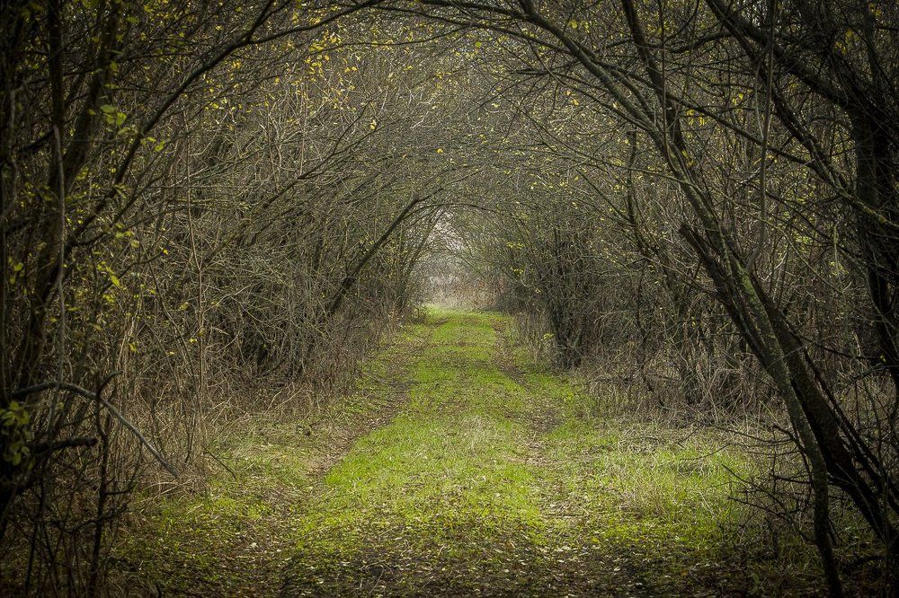 Дорога в сказку