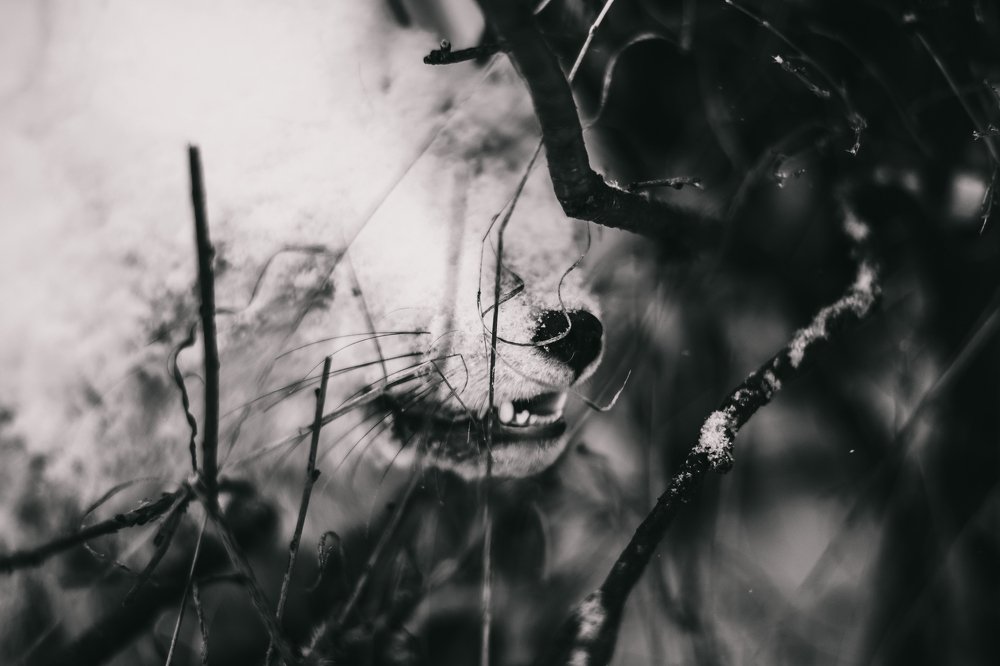 холодный корсак