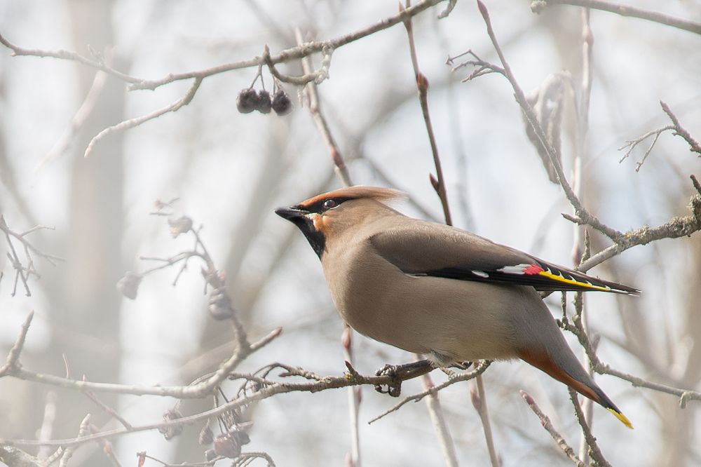 Свиристель
