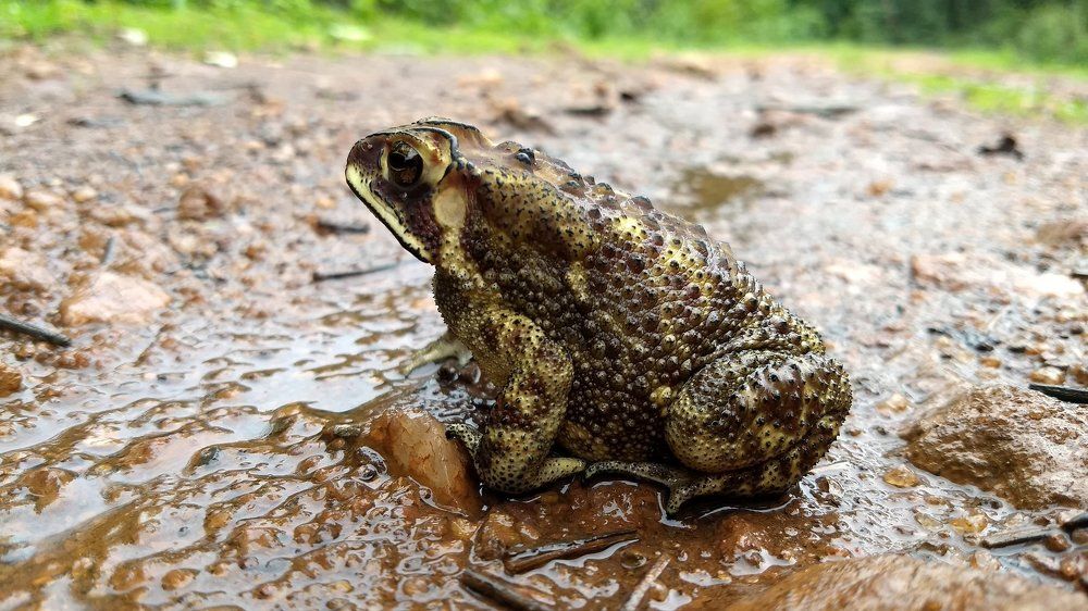 Wild Frog