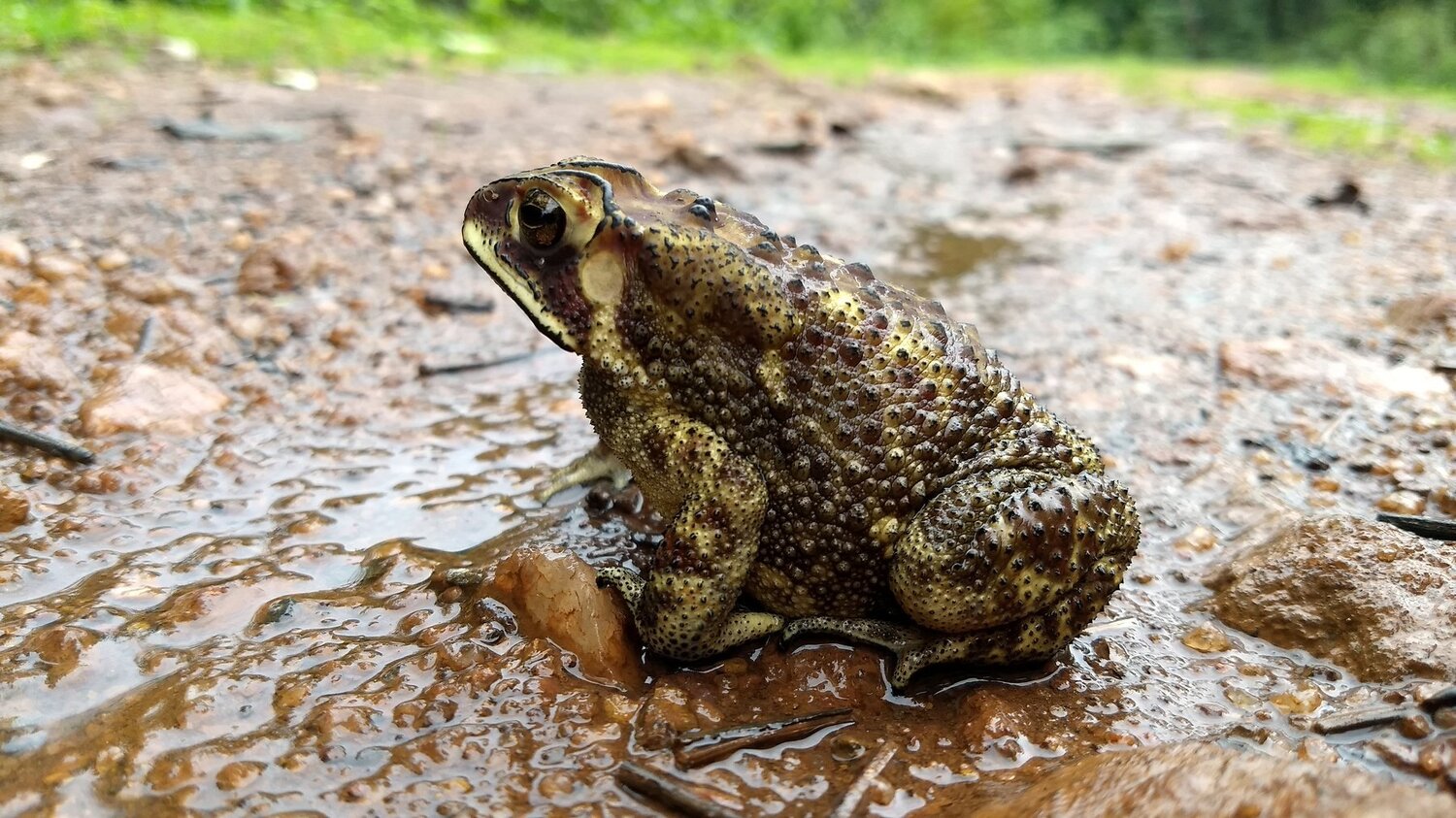 Wild Frog