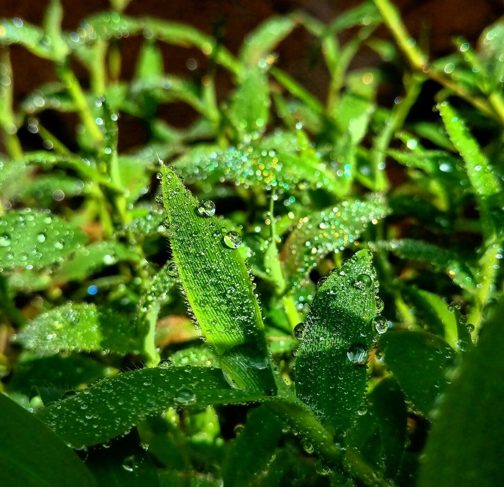 Water droplets..