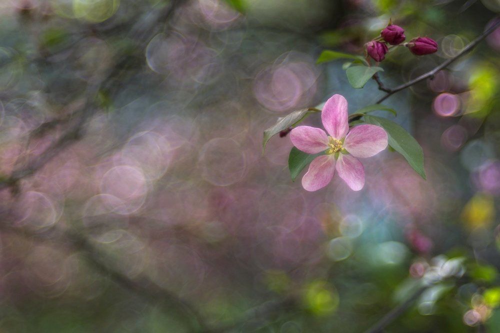 Яблоневый цвет