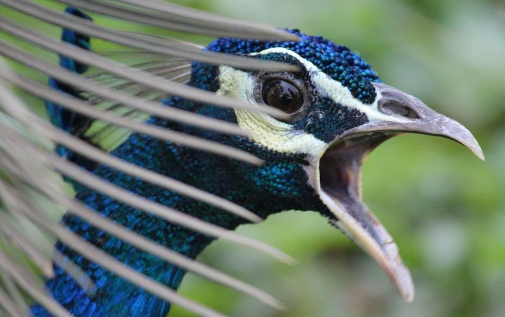 Indian peacock