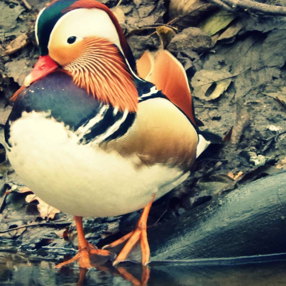 Фотография автора Vitalii Neborak