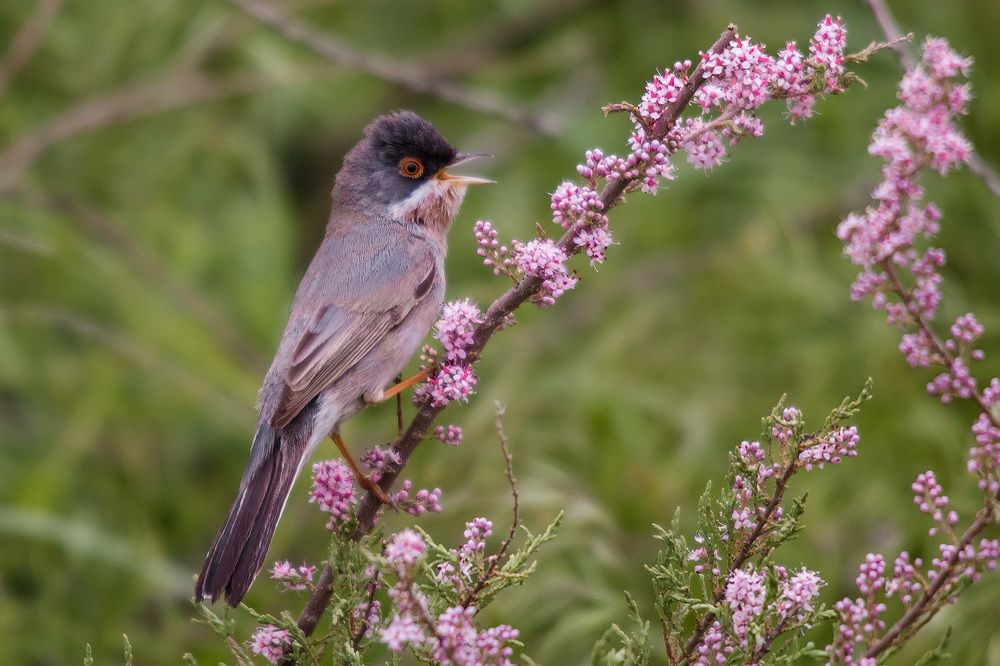 Поющая в тамариксе