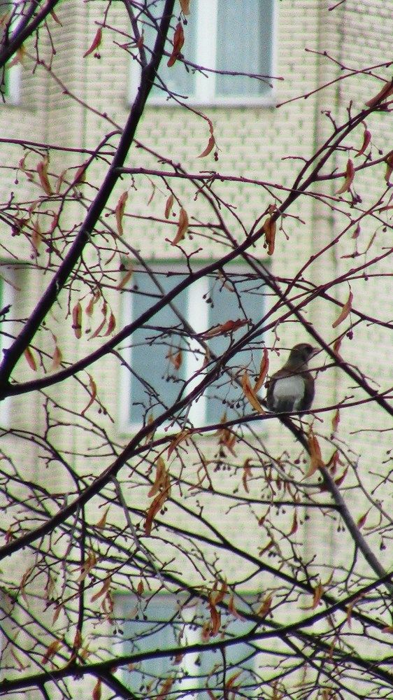 Пейзаж из окна.