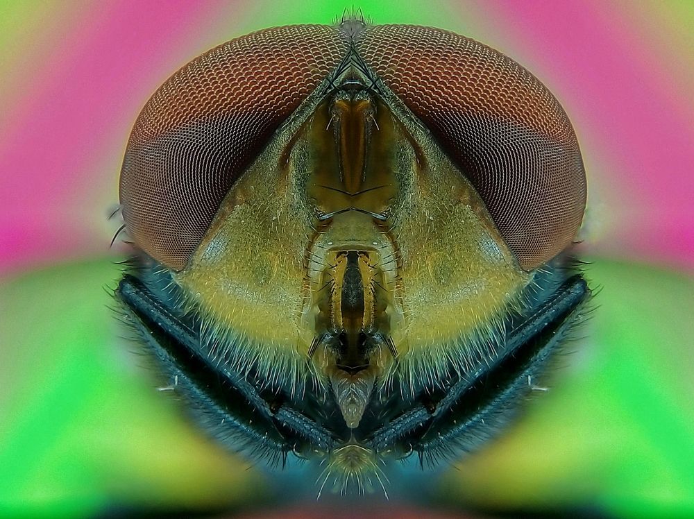 fly eyes