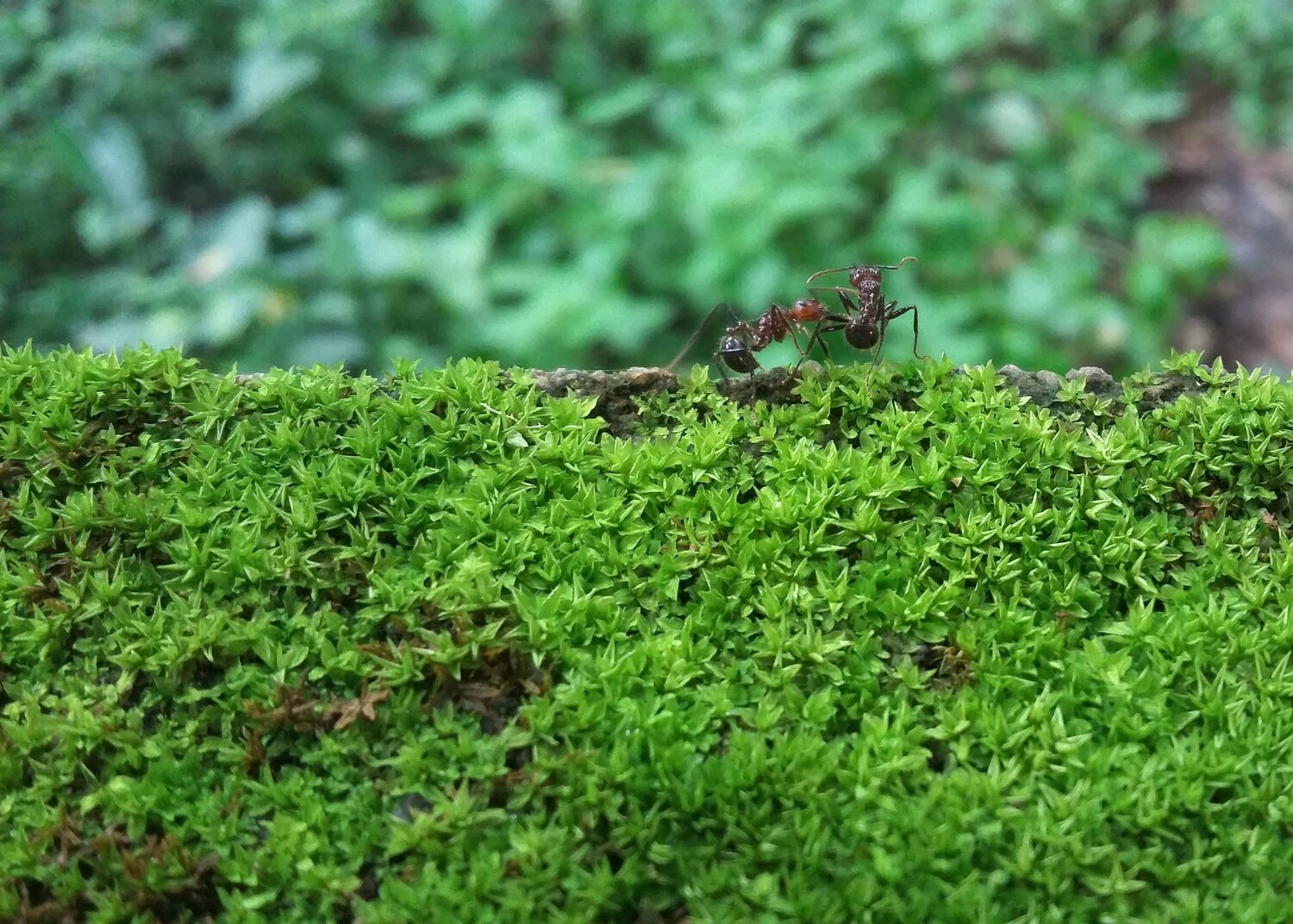 Ants