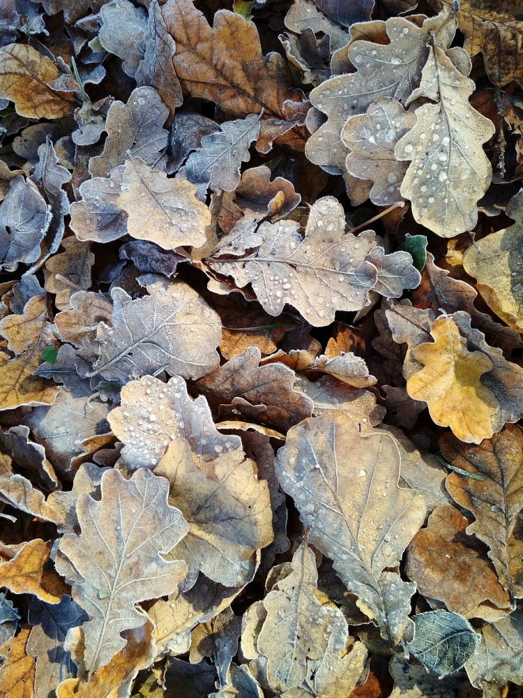 Первый иней