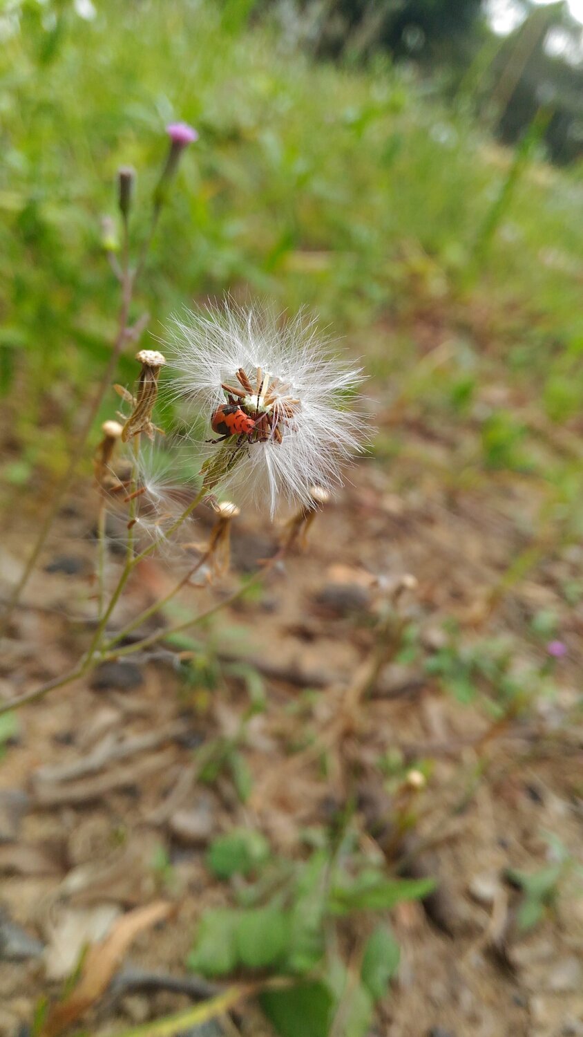 Insect searching food in a dry flower