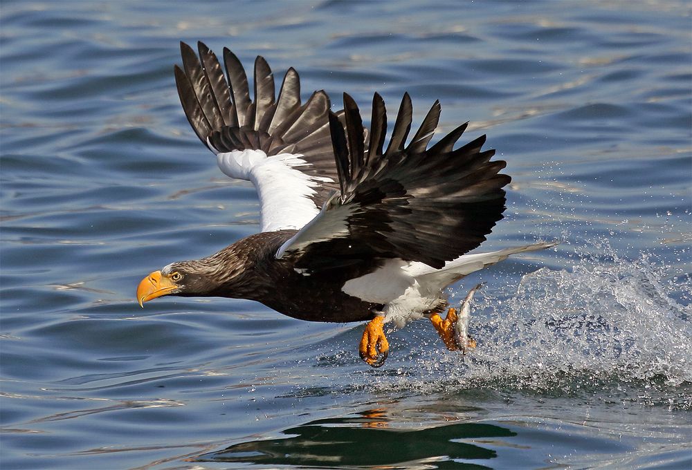 Охотник-рыболов