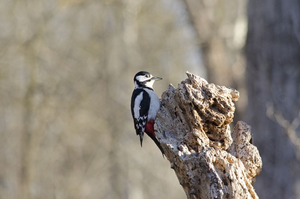 great spotted woodpecker