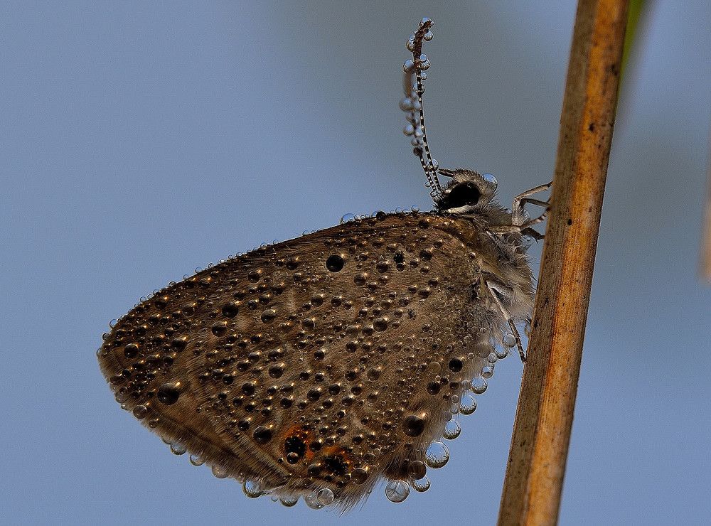 Universe-in-Wing ( Please...Please... view full screen )