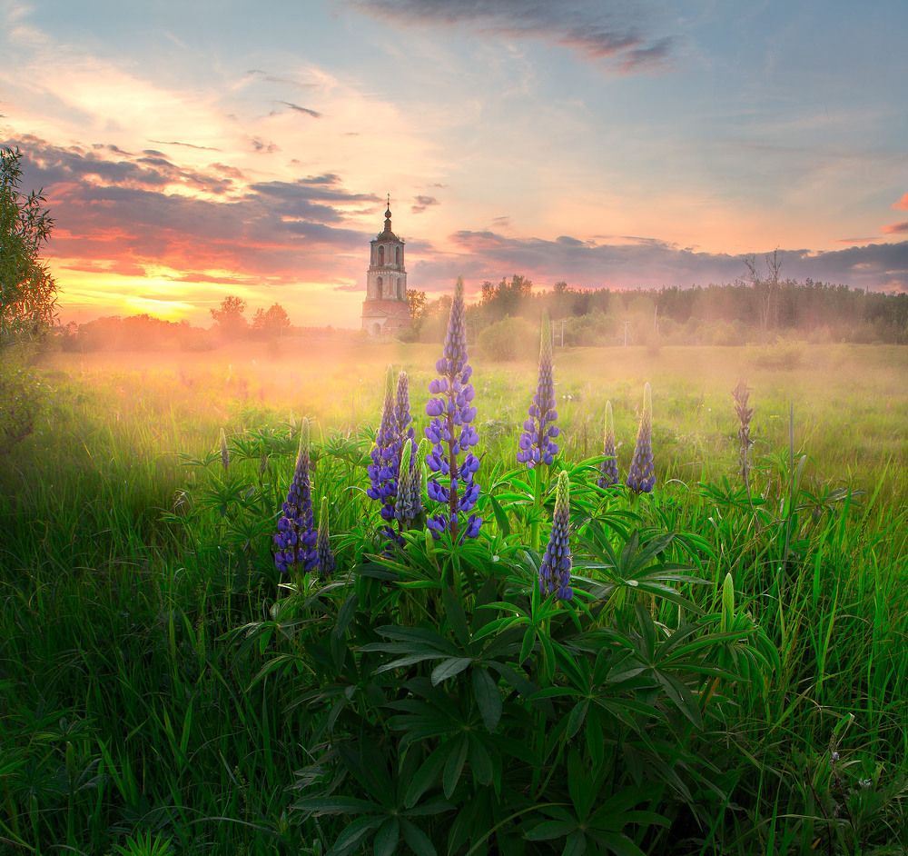 Цветение люпинов