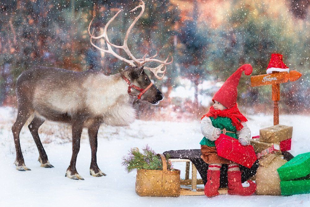 Так вот ты какой, северный олень!