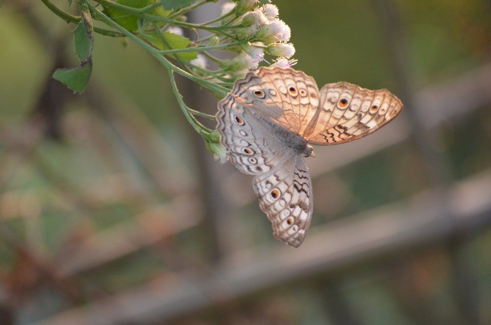 The Butterfly