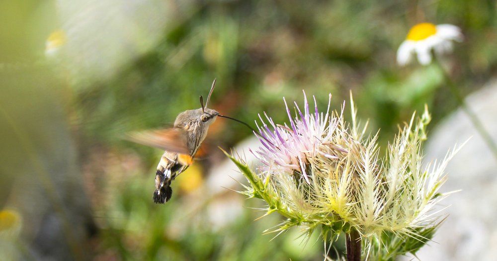 Эффект колибри