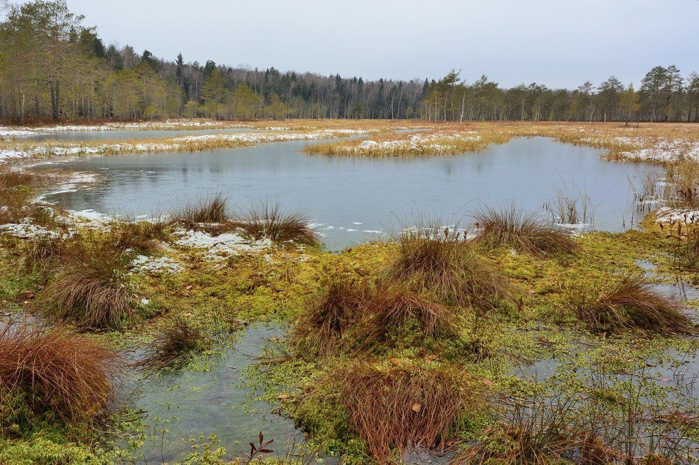 Первый лед на торфяном болоте