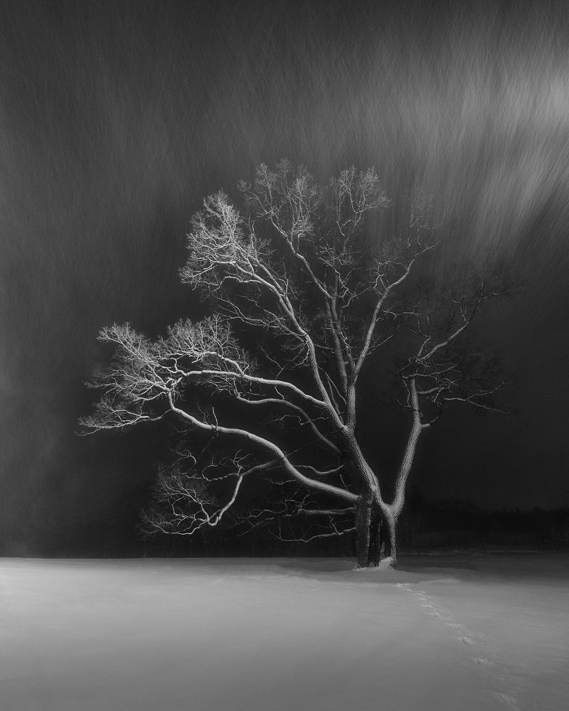 Одинокий дуб