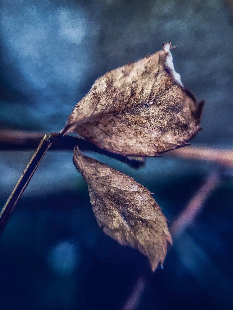 Leaf