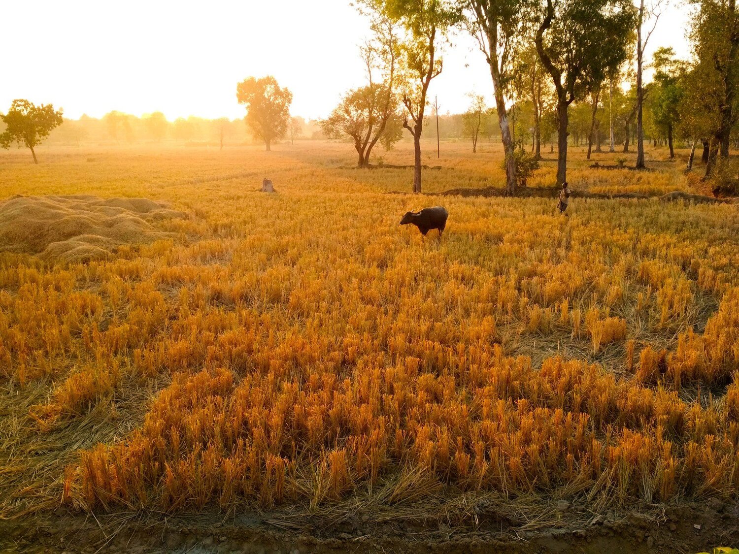 Golden agricultural land