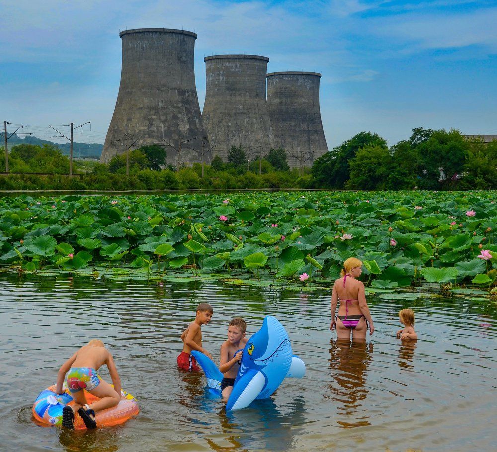 Лотосы на озере близ ПримГэс