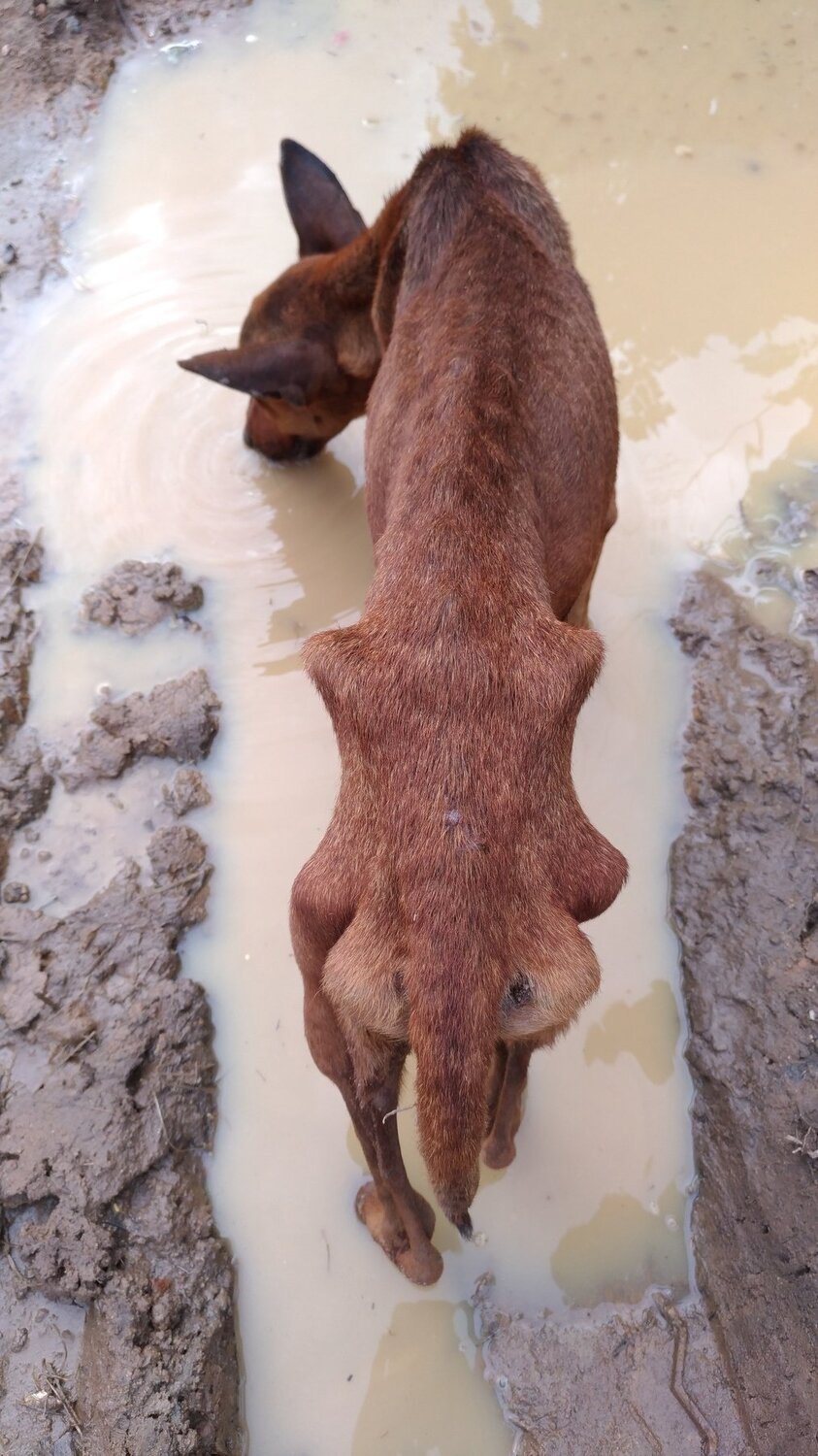 Hunger