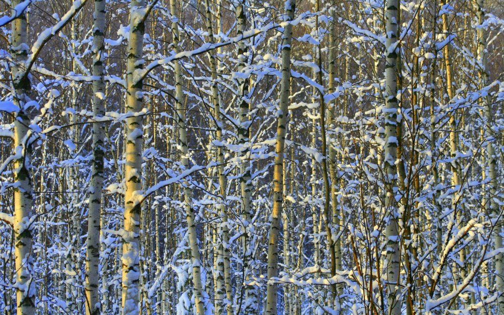 Березовое кружево