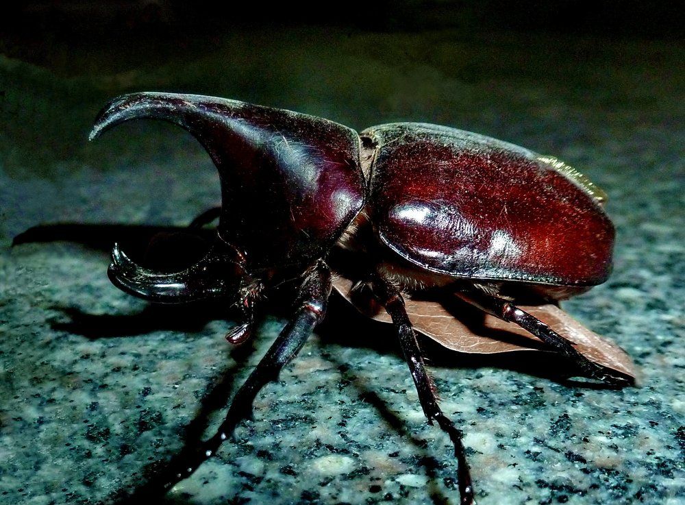 Вот это рога