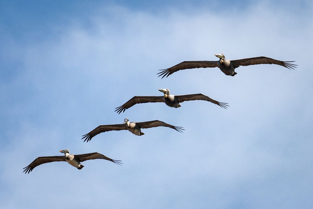 На боевом курсе | Air Patrol