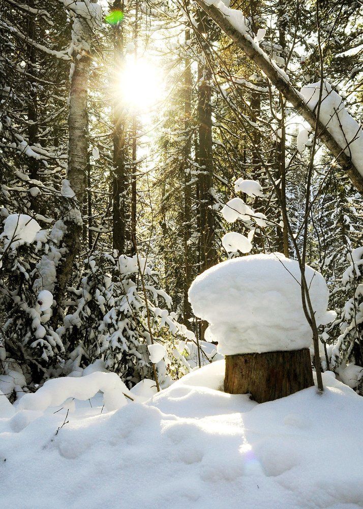 Лесная сказка.