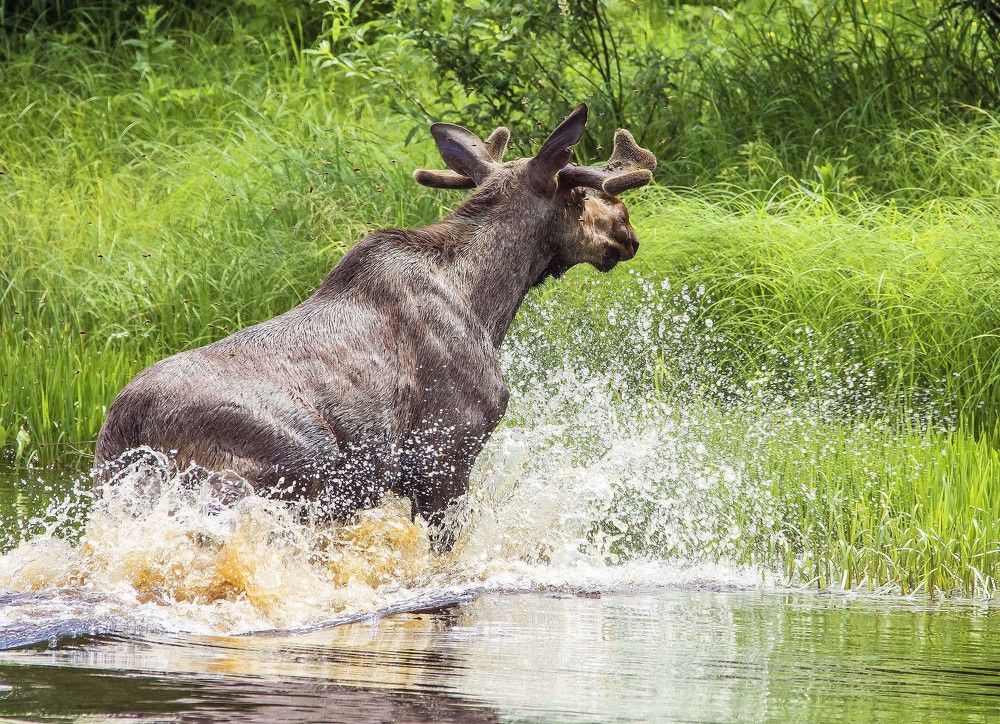 " Водяной" бык.