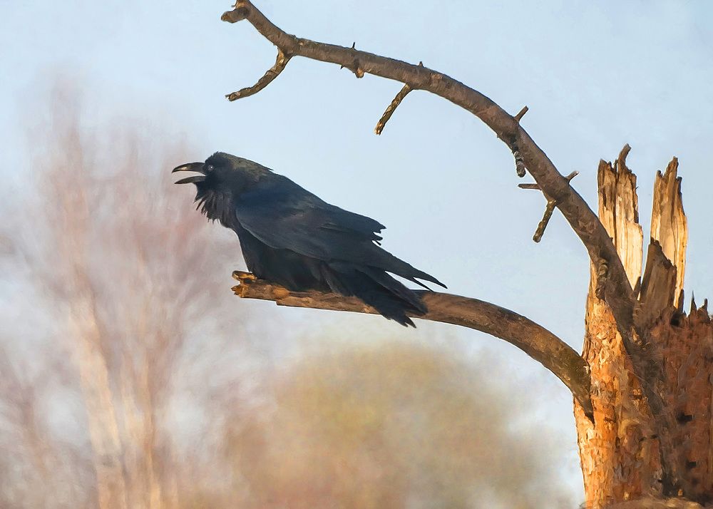 Долгожитель