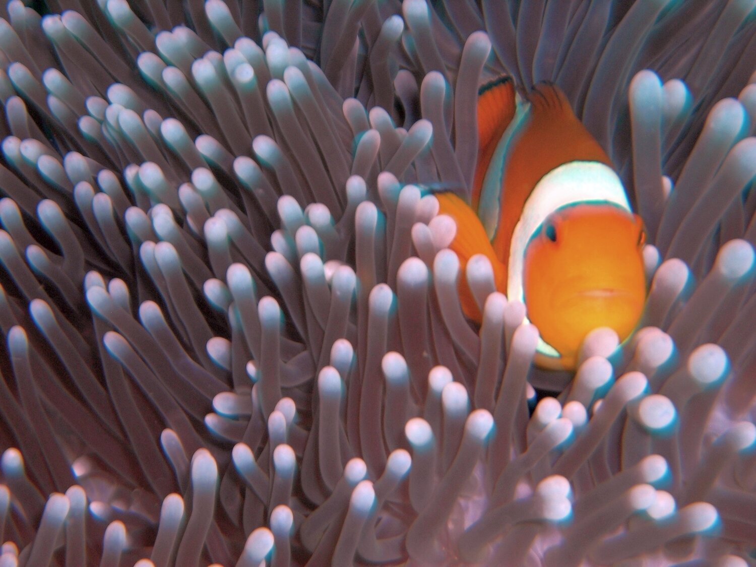 Nemo at home