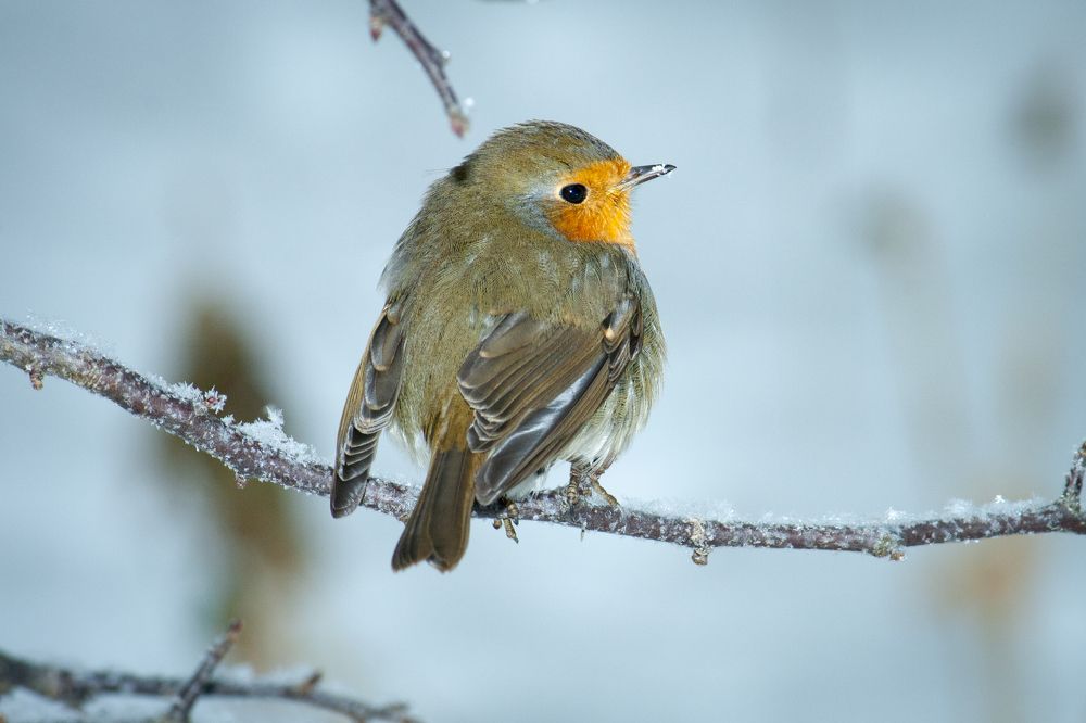 Зимнее солнышко. Зарянка | Redbreast. Sunshine in winter