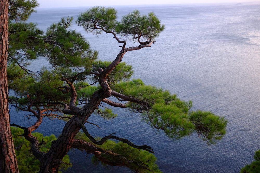 Пицудская сосна