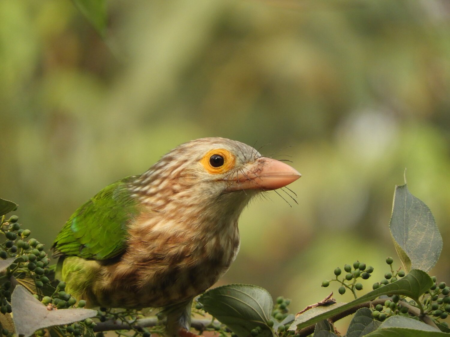 Lineated Barbet
