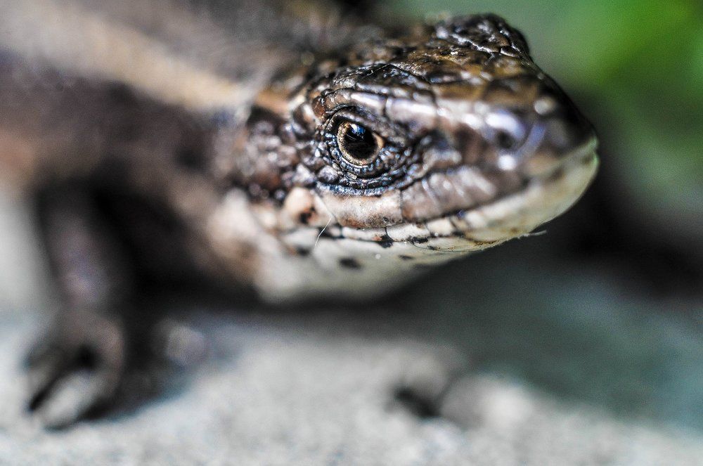 ..любопытная ящерка..