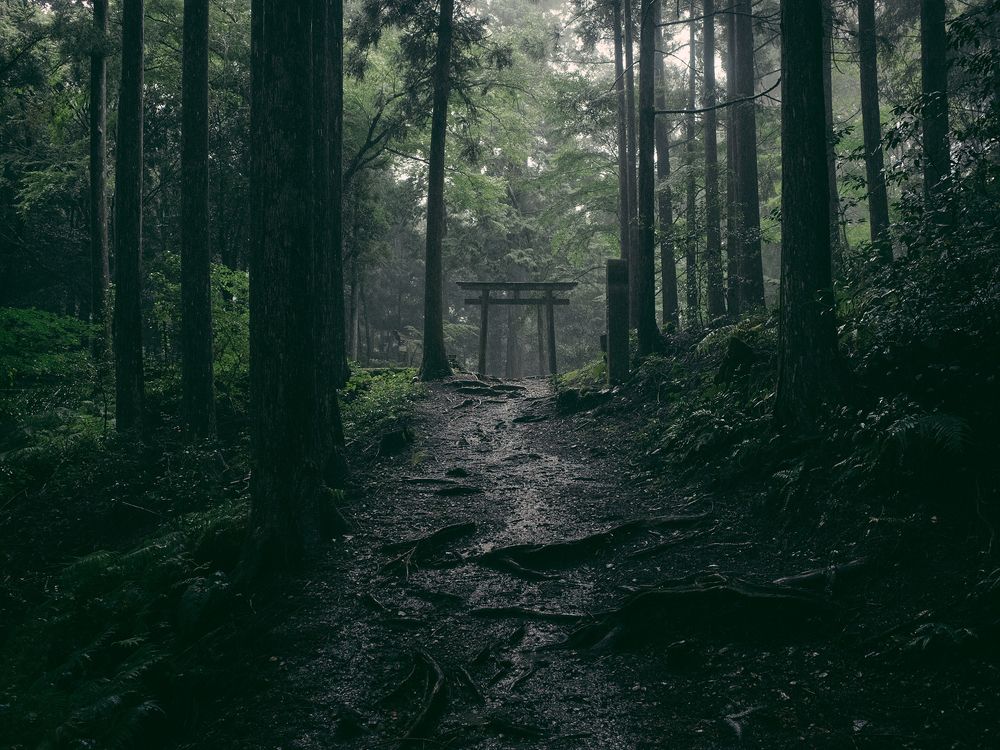 The Path to Enlightenment