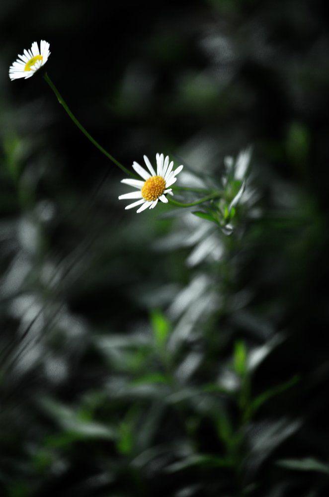 One lill Friend.....