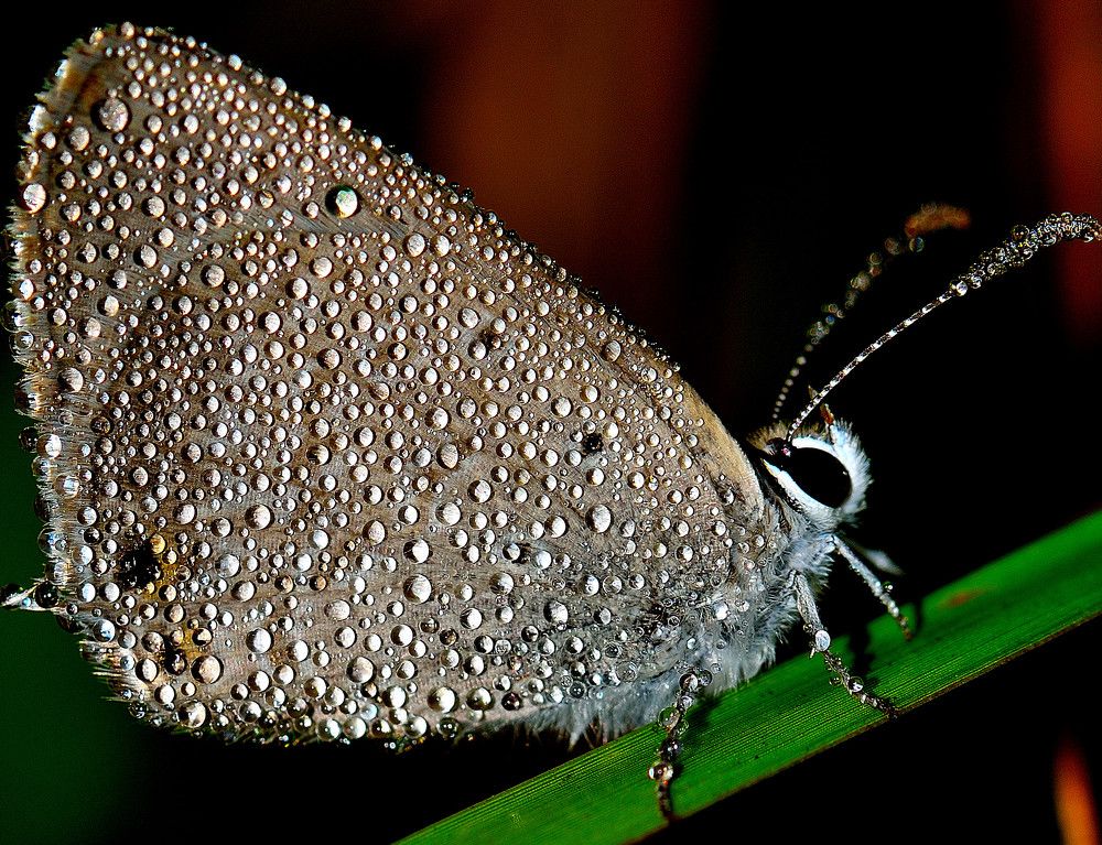 CELESTIAL   ( Please...Please..view full screen )