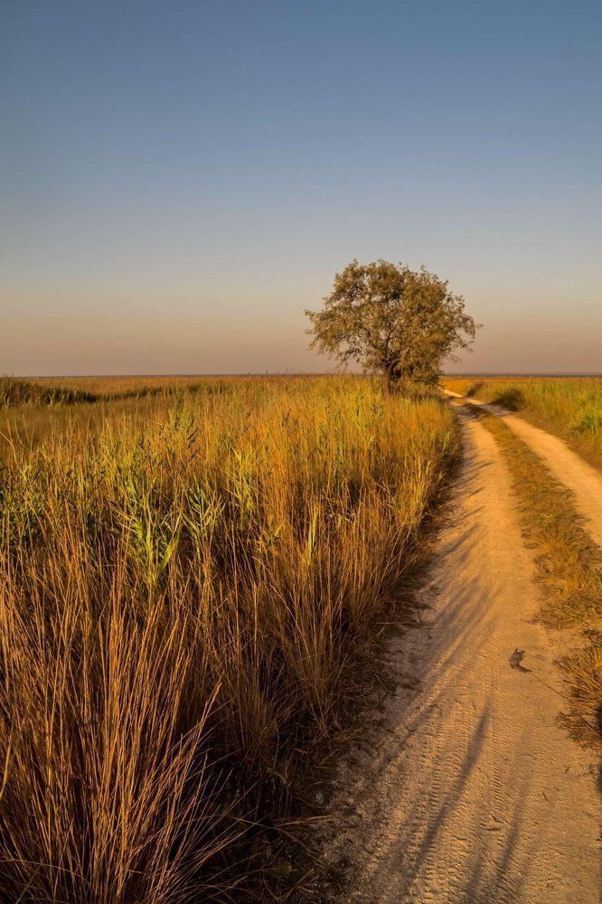 Август в степи...