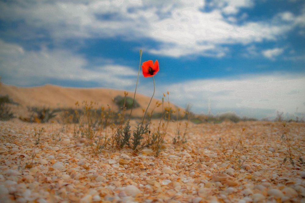 Маковая история...